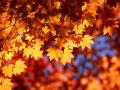 Leaves 5